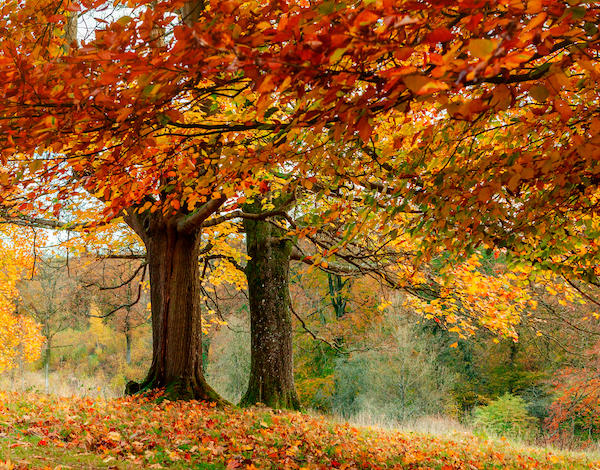 Autumn Escape